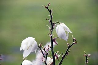 雨后白玉兰图片