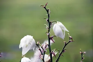 雨后白玉兰图片