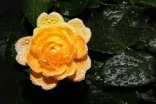 漂亮黄色玫瑰花图片