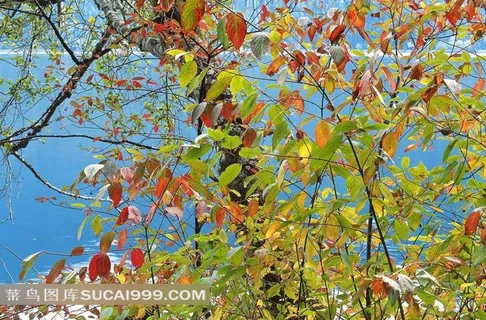 红绿相间的树叶后的湖水