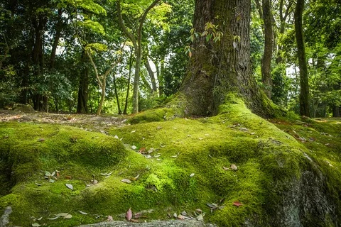 树林青苔树根森林