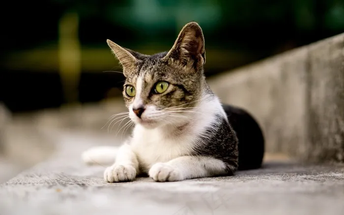 猫动物可爱小猫毛皮猫的