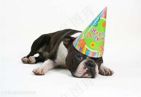高清带着生日帽的可爱斗牛犬图片