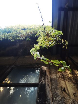 路边屋檐垂下的青绿色藤条