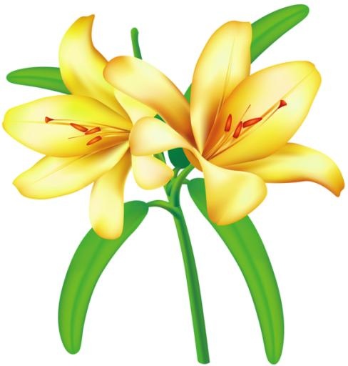 百合花免抠(572x600)
