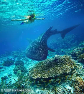 在海底游泳的人物高清图片