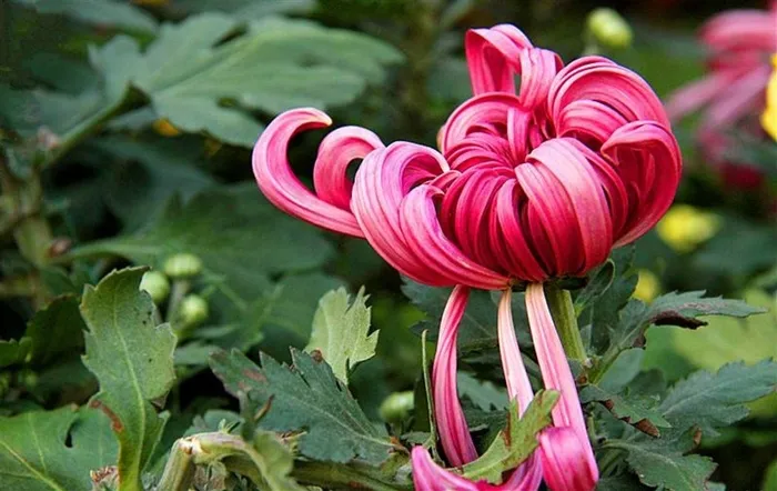 红色菊花长在开放