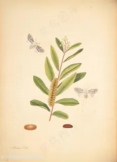 蝴蝶植物花枝复古图谱