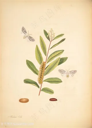 蝴蝶植物花枝复古图谱