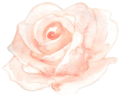 唯美森系手绘水彩花朵 免抠