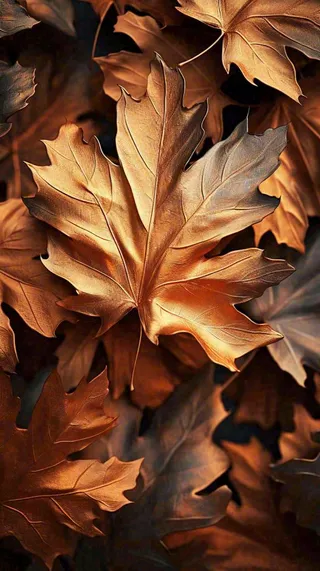 秋叶秋天落叶金黄色秋分