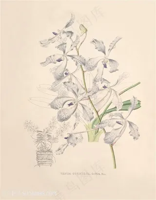 高清兰花复古装饰画