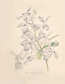 高清兰花复古装饰画 高清兰花复古装饰画