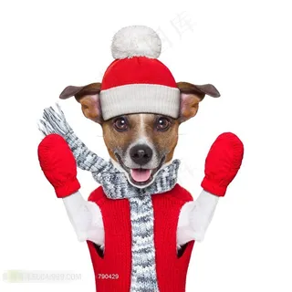 着红色圣诞装的狗狗高清大图