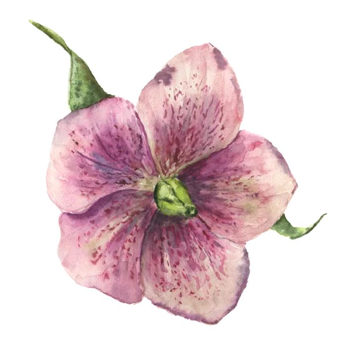 鲜花玫瑰免扣素材