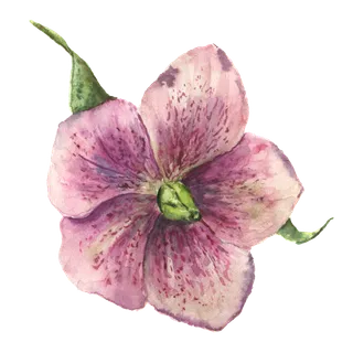 鲜花玫瑰免扣素材