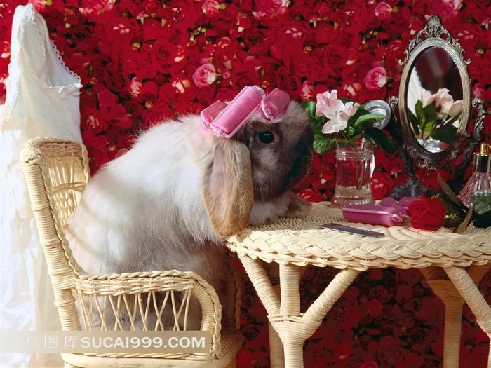 餐桌上坐着的兔子摄影素材