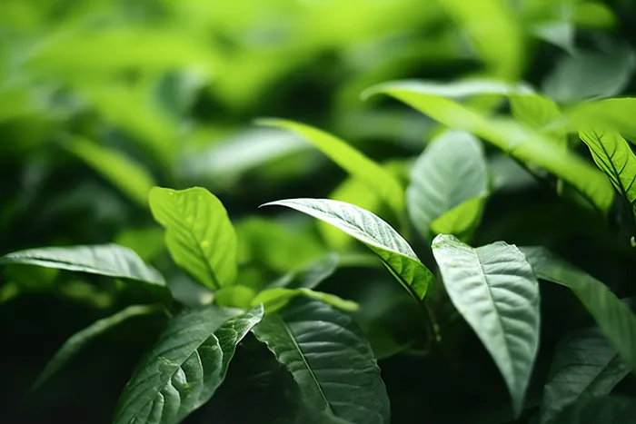 春夏绿叶植物摄影图(4032x2688)