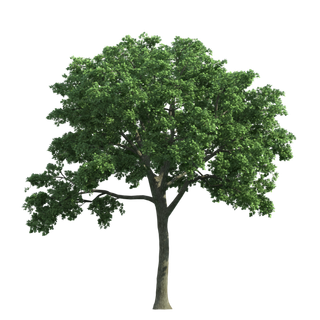 树木树枝树叶免扣素材