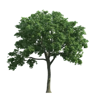 树木树枝树叶免扣素材