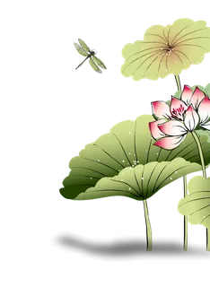 夏季荷花莲花植物