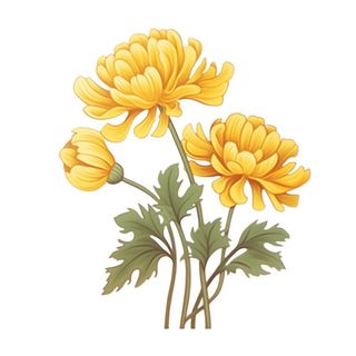 黄色花朵菊花免抠