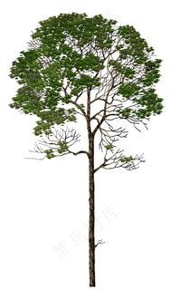 树木矢量素材