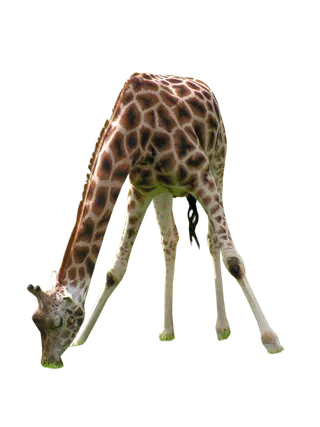 长颈鹿动物非洲鹿动物园设计素材