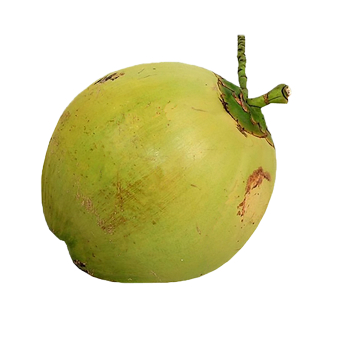 现代农业椰子