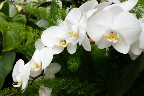 白色蝴蝶兰花朵图片 白色蝴蝶兰花朵图片