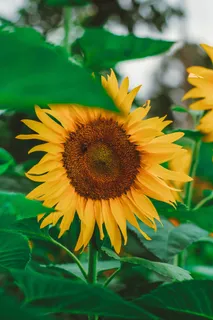 黄色向日葵摄影素材 黄色向日葵摄影素材