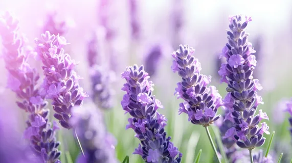 盛开的紫色小花摄影图