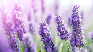 盛开的紫色小花摄影图