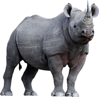 犀牛动物素材