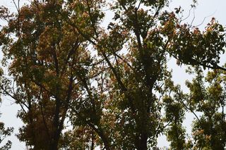 大蜀山森林公园风景图片-第3张