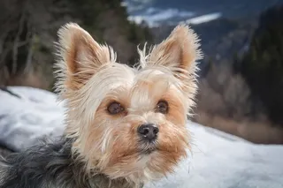 可爱约克夏犬头部特写图片