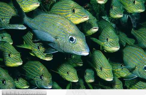 一群热带鱼
