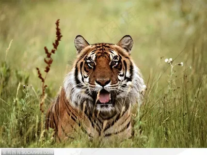 爬在草丛中的老虎