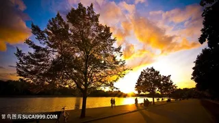 黄昏湖畔大树美景壁纸