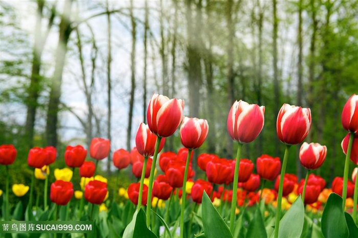 高清郁金香花圃鲜花图片