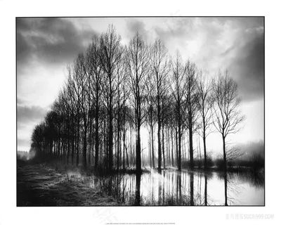 黑白树木河流美景插画