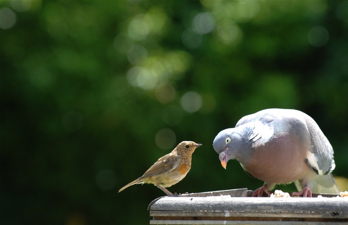麻雀与歪着脑袋的鸽子摄影高清图片鸽子图片