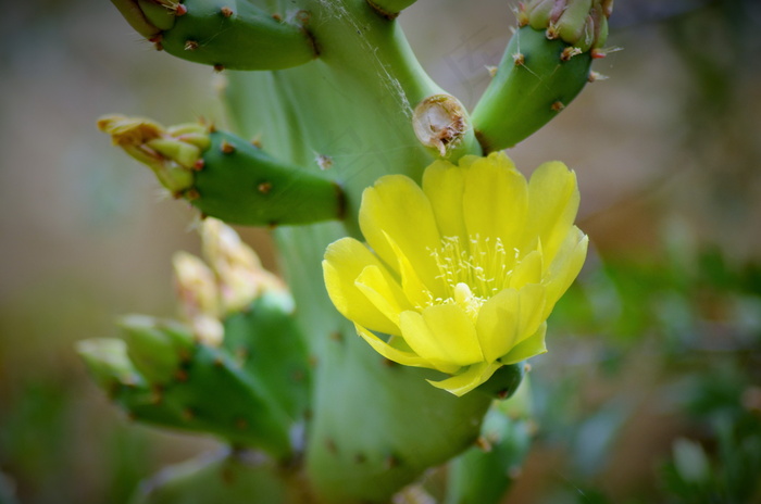 黄色仙人掌花图片