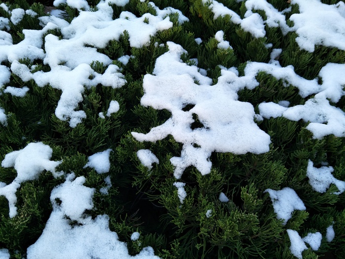 雪后的景色