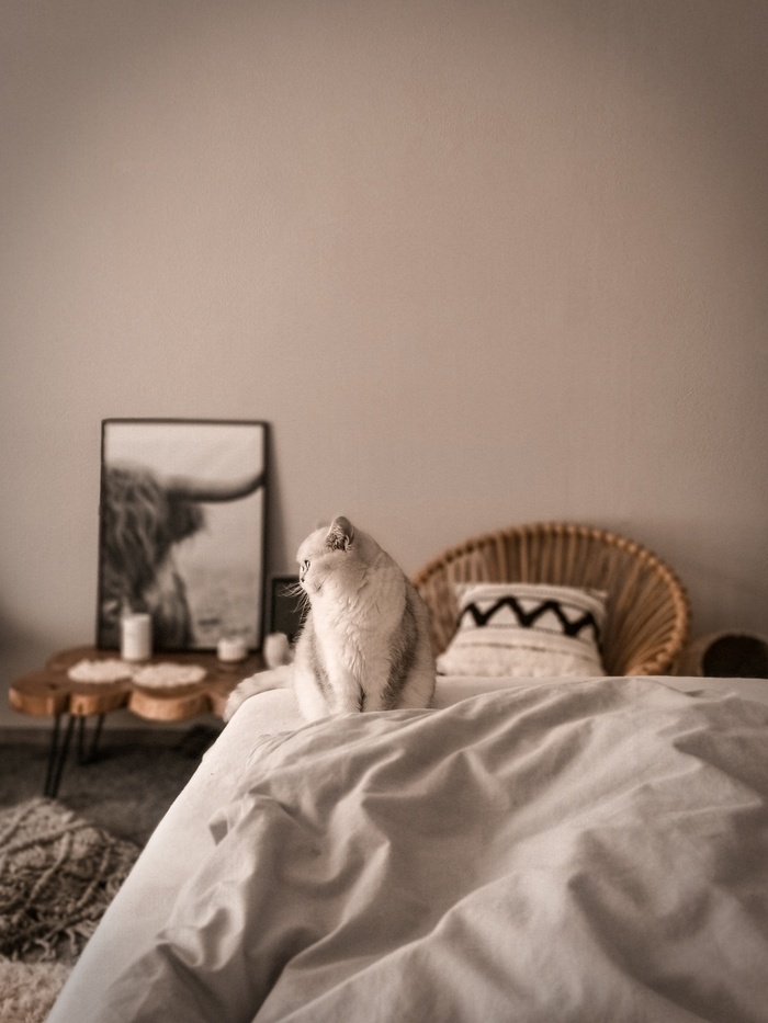 可爱猫咪猫猫摄影素材