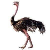 鸵鸟 PNG免抠