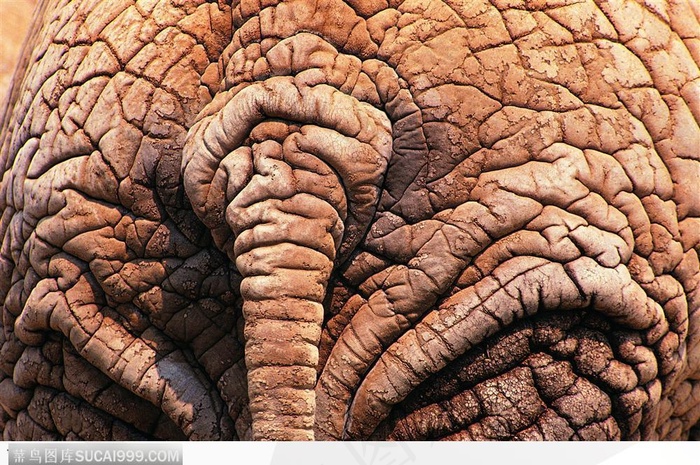 非洲野生大象·后部