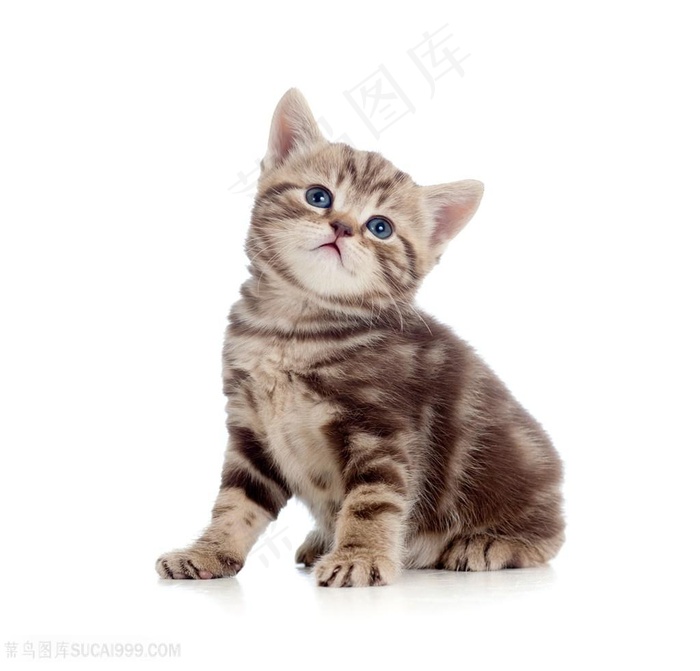 侧头的小猫咪图片