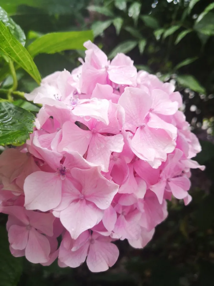 粉红色绣球花
