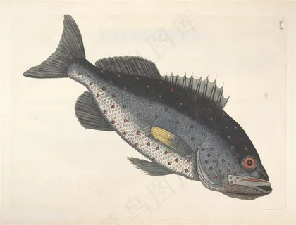 唯美鱼水彩高清插画